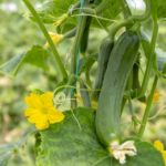 AdobeStock_275927671-960x640