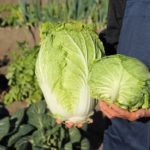 pixta_13084468_M-960x639